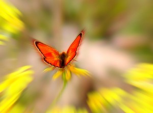 An orange butterfly on yellow flowers, with a radial motion blur