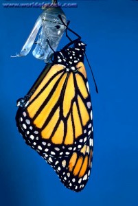 A monarch butterfly newly emerged from its chrysalis