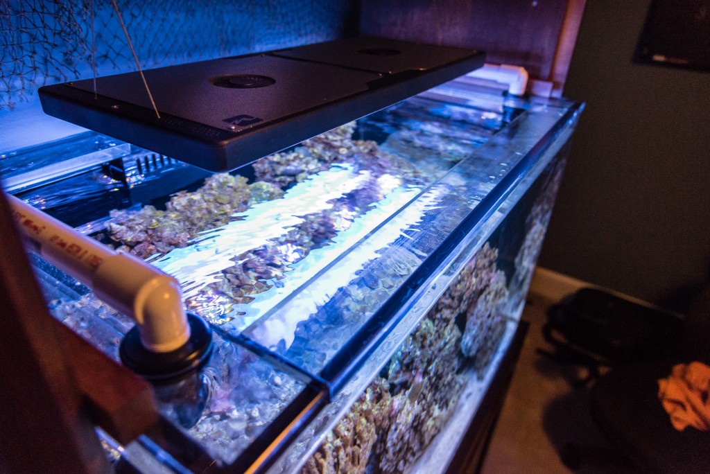 reef-tank-july23-2015-006